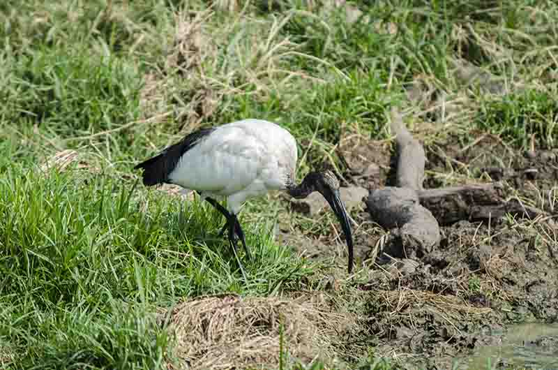 Ibi Sagrado o Sacred Ibis - parque nacional Queen Elizabeth - Uganda.jpg